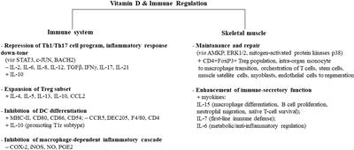 Vitamin D, exercise, and immune health in athletes: A narrative review